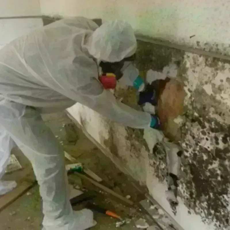 Mold Remediation and Removal in Convent, LA